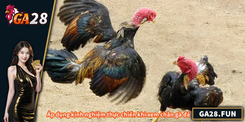 Cách Xem Chân Gà Đá Hay – Kinh Nghiệm Thực Chiến Áp dụng kinh nghiệm thực chiến khi xem chân gà đá