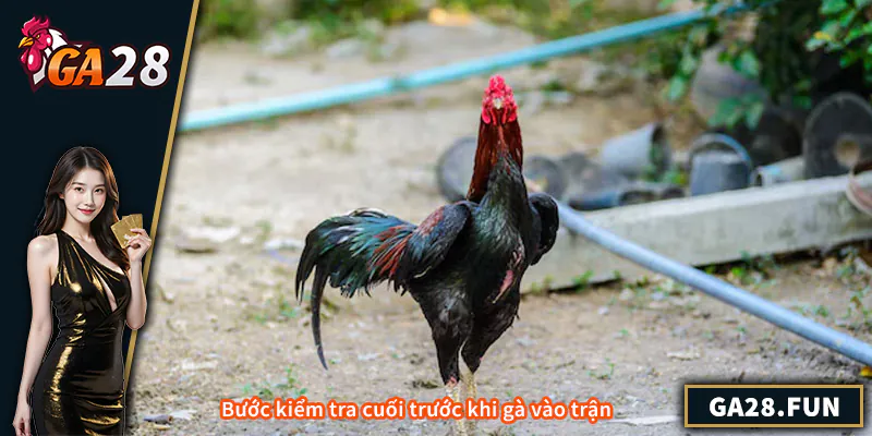 Gà Trước Khi Đá Nên Làm Gì – Kinh Nghiệm Chăm Sóc, Luyện Tập Bước kiểm tra cuối trước khi gà vào trận