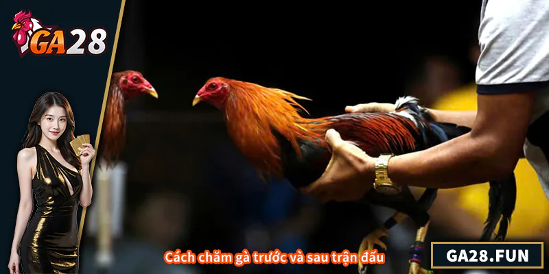 Cách Nuôi Gà Đá Bo Lớn – Bí Quyết Tăng Sức Mạnh Và Bo Chuẩn Cách chăm gà trước và sau trận đấu