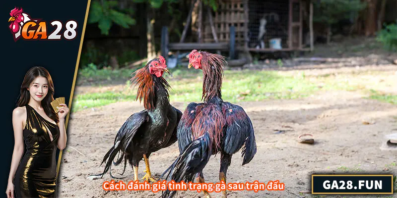 Phục Hồi Gà Chọi Sau Khi Đá Về – Bí Quyết Giúp Gà Khỏe Mạnh Cách đánh giá tình trạng gà sau trận đấu