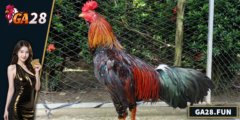 Cách Nuôi Gà Đá Bo Lớn – Bí Quyết Tăng Sức Mạnh Và Bo Chuẩn