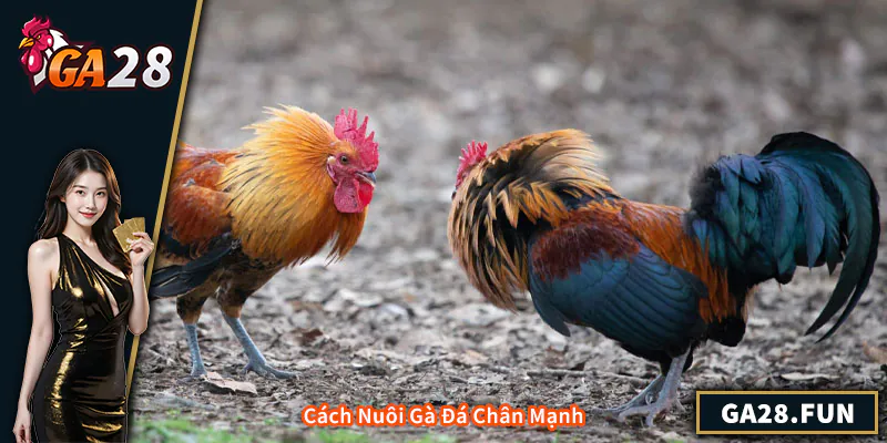 Cách Nuôi Gà Đá Chân Mạnh – Bí Quyết Chuẩn Cho Người Nuôi