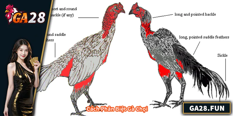 Cách Phân Biệt Gà Chọi – Kinh Nghiệm Chọn Chiến Kê Chuẩn Xác