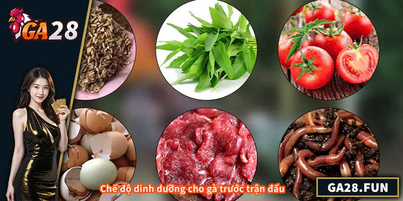 Gà Trước Khi Đá Nên Làm Gì – Kinh Nghiệm Chăm Sóc, Luyện Tập Chế độ dinh dưỡng cho gà trước trận đấu