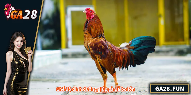 Cách Nuôi Gà Đá Bo Lớn – Bí Quyết Tăng Sức Mạnh Và Bo Chuẩn Chế độ dinh dưỡng giúp gà đá bo lớn