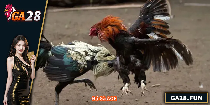 Đá Gà AOE - Trải Nghiệm Nhà Cái Uy Tín Và Sôi Động Nhất Đá Gà AOE - Trải Nghiệm Nhà Cái Uy Tín Và Sôi Động Nhất