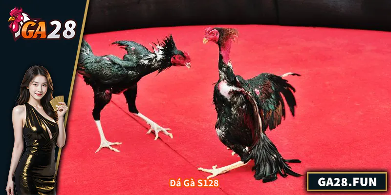 Đá Gà S128 - Trải Nghiệm Cá Cược Trực Tiếp Uy Tín Đá Gà S128 - Trải Nghiệm Cá Cược Trực Tiếp Uy Tín