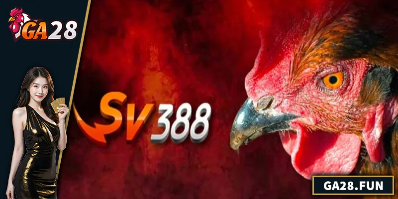 Đá Gà SV388 - Nhà Cái Uy Tín Cho Người Chơi Chuyên Nghiệp Đá Gà SV388 - Nhà Cái Uy Tín Cho Người Chơi Chuyên Nghiệp