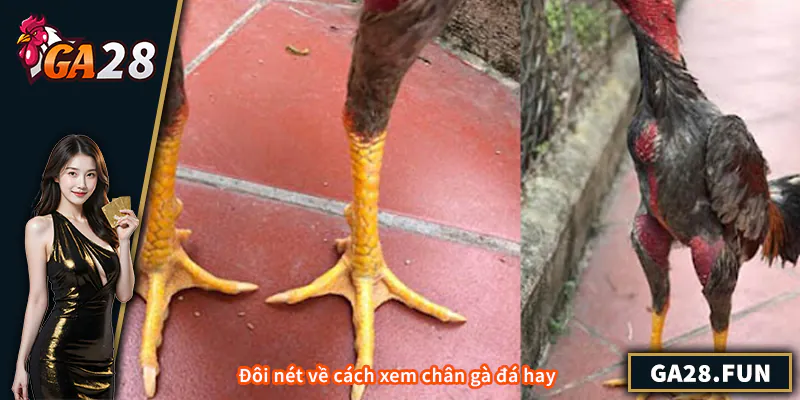 Cách Xem Chân Gà Đá Hay – Kinh Nghiệm Thực Chiến Đôi nét về cách xem chân gà đá hay