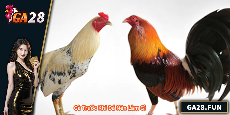 Gà Trước Khi Đá Nên Làm Gì – Kinh Nghiệm Chăm Sóc, Luyện Tập