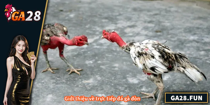 Giới thiệu về trực tiếp đá gà đòn