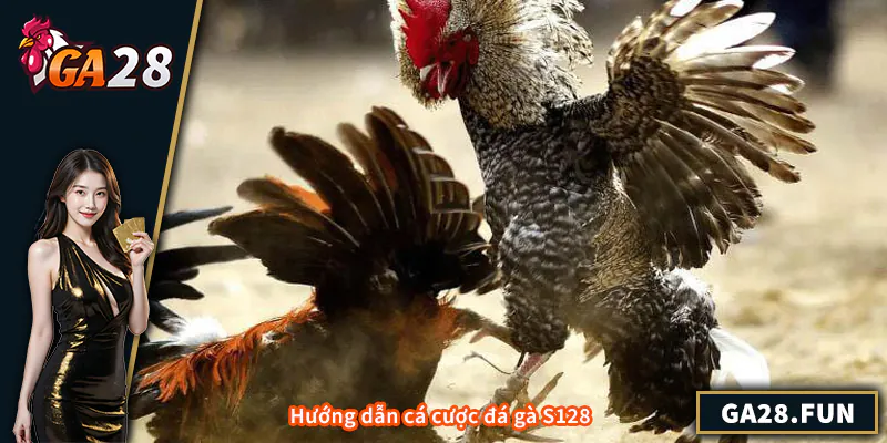 Hướng dẫn cá cược đá gà S128
