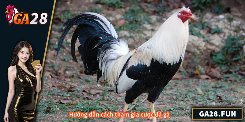 Hướng dẫn cách tham gia cược đá gà