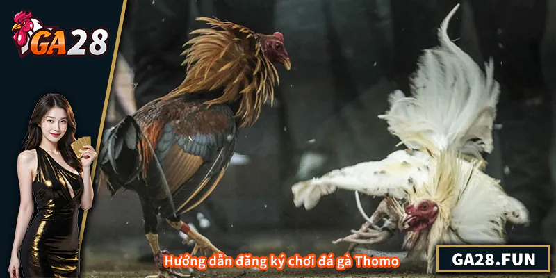 Trực Tiếp Đá Gà Thomo - Hướng Dẫn Toàn Diện Cho Người Chơi Hướng dẫn đăng ký chơi đá gà Thomo