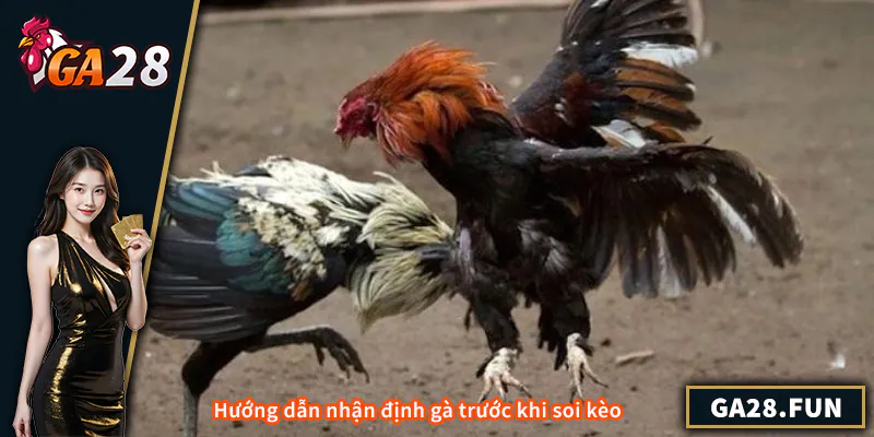 Hướng dẫn nhận định gà trước khi soi kèo