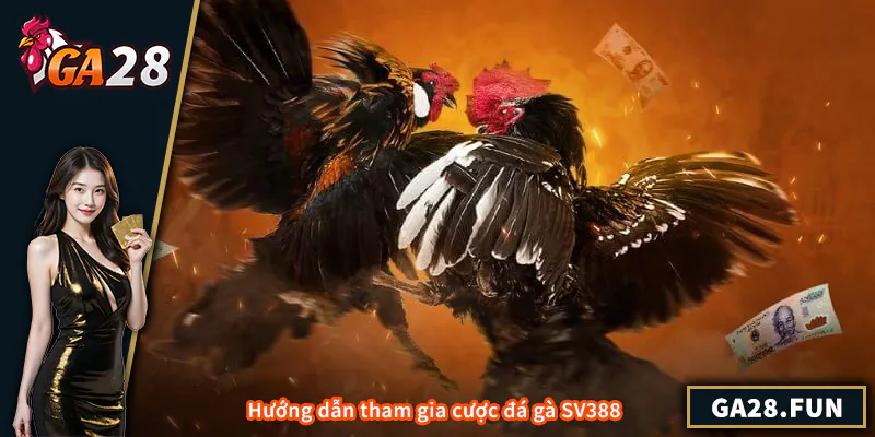 Hướng dẫn tham gia cược đá gà SV388