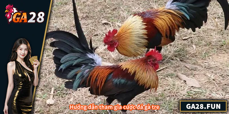 Hướng dẫn tham gia cược đá gà tre