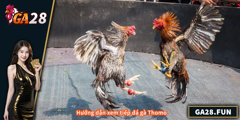 Trực Tiếp Đá Gà Thomo - Hướng Dẫn Toàn Diện Cho Người Chơi Hướng dẫn xem tiếp đá gà Thomo