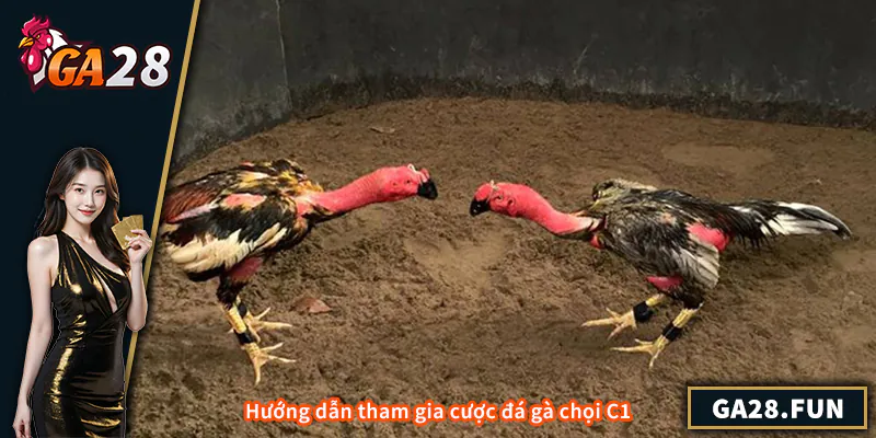 Lưu ý khi tham gia trực tiếp đá gà chọi C1