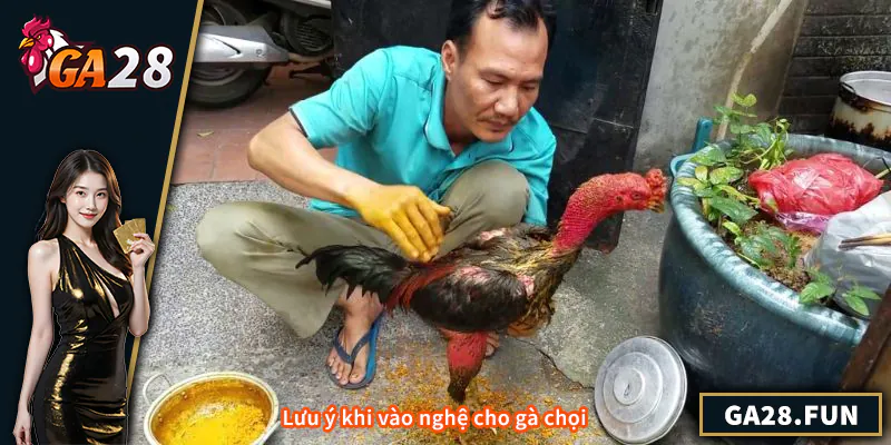Cách Vào Nghệ Cho Gà Chọi - Kinh Nghiệm Huấn Luyện Hiệu Quả Lưu ý khi vào nghệ cho gà chọi