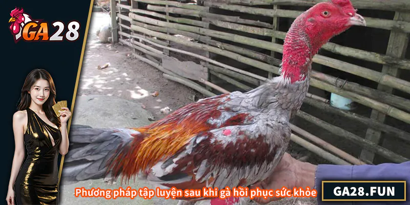 Phục Hồi Gà Chọi Sau Khi Đá Về – Bí Quyết Giúp Gà Khỏe Mạnh Phương pháp tập luyện sau khi gà hồi phục sức khỏe