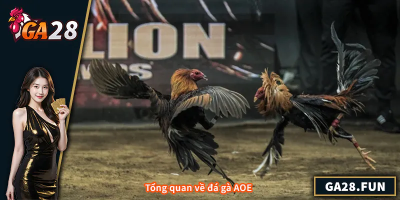 Tổng quan về đá gà AOE