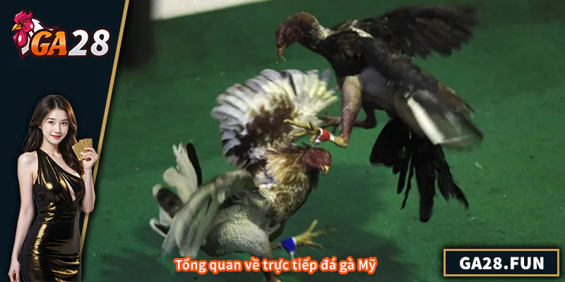 Tổng quan về trực tiếp đá gà Mỹ