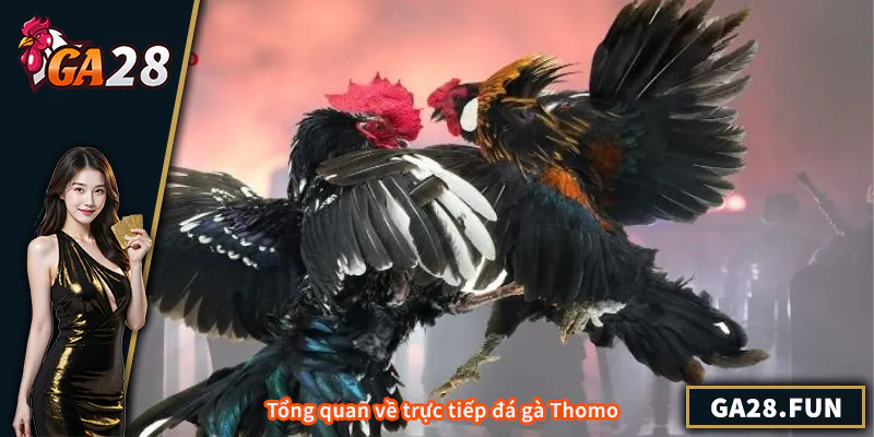 Trực Tiếp Đá Gà Thomo - Hướng Dẫn Toàn Diện Cho Người Chơi Tổng quan về trực tiếp đá gà Thomo