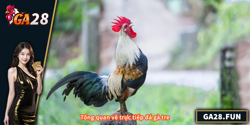 Tổng quan về trực tiếp đá gà tre