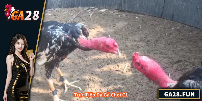 Trực Tiếp Đá Gà Chọi C1 – Trải Nghiệm Kịch Tính Mỗi Trận Đấu Trực Tiếp Đá Gà Chọi C1 – Trải Nghiệm Kịch Tính Mỗi Trận Đấu