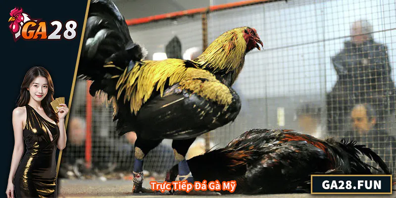 Trực Tiếp Đá Gà Mỹ - Hướng Dẫn Chi Tiết Và Kinh Nghiệm Xem Trực Tiếp Đá Gà Mỹ - Hướng Dẫn Chi Tiết Và Kinh Nghiệm Xem