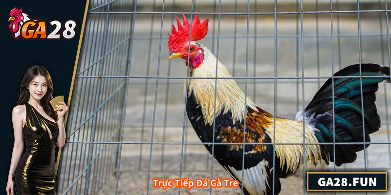 Trực Tiếp Đá Gà Tre - Hướng Dẫn Xem Và Cược Chuẩn Nhất Trực Tiếp Đá Gà Tre - Hướng Dẫn Xem Và Cược Chuẩn Nhất